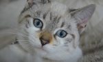 Dal 2020 in Lombardia obbligatorio il microchip anche per i gatti
