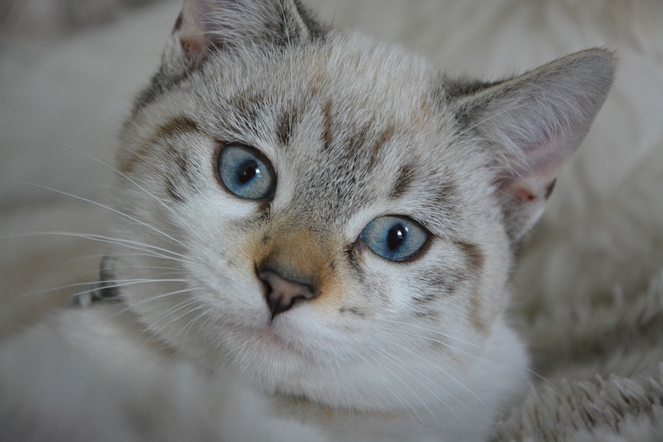 Dal 2020 in Lombardia obbligatorio il microchip anche per i gatti
