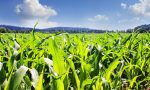 Annata agraria 2017 la Lombardia vede la luce