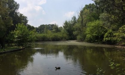 Inquinamento dell'acqua della Vernavola: fogna a cielo aperto