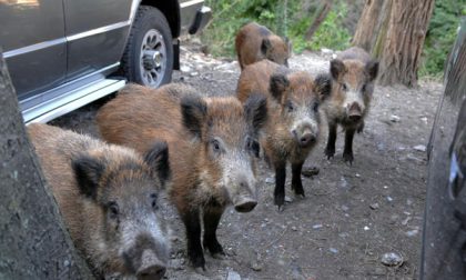 Allarme cinghiali, per Wwf “la soluzione non è armare i cacciatori”