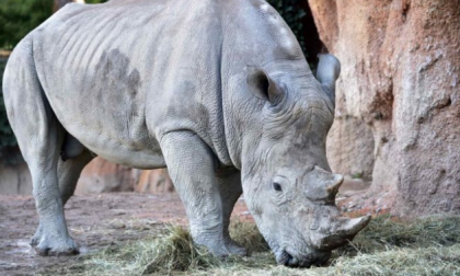Pancho il rinoceronte bianco sbarca al Parco faunistico Le Cornelle FOTO