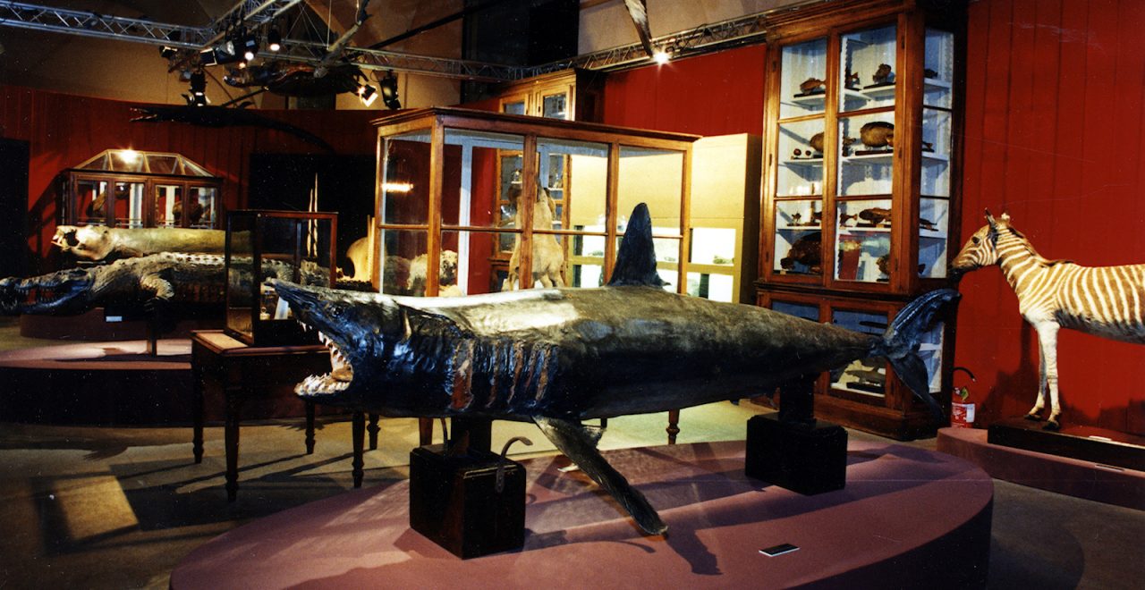 Touch to see musei universitari aperti e gratuiti il 5 maggio