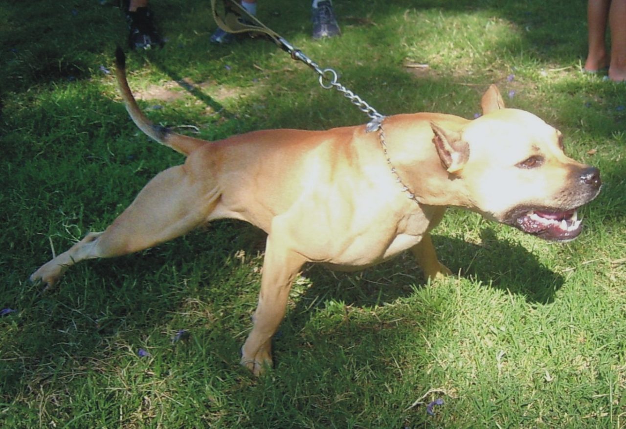 Pit Bull azzanna 4 persone a Stradella