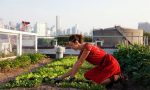 Nuovi “orti urbani” per favorire l’aggregazione sociale e l’agricoltura sostenibile