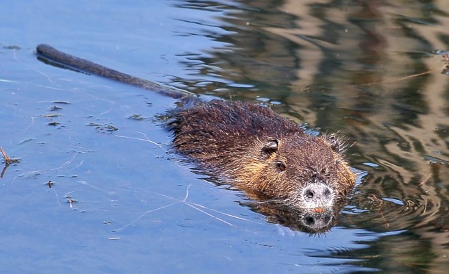 Nutrie, Regione Lombardia stanzia un fondo da 200mila euro per il contenimento