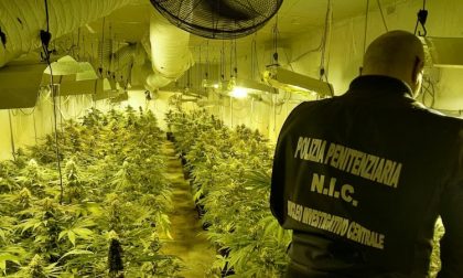 Scoperta piantagione di marijuana in un capannone