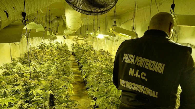 Scoperta piantagione di marijuana in un capannone