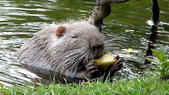 Eradicazione nutrie: protocollo operativo siglato da Regione Lombardia