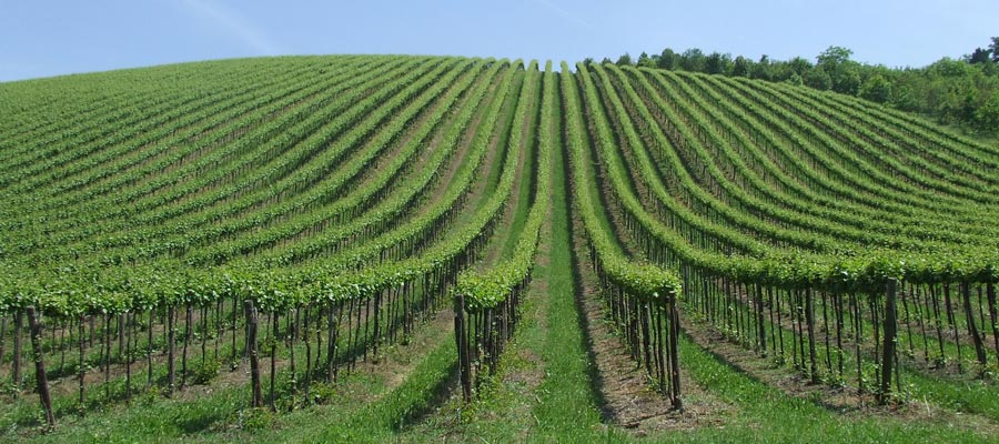Quel pasticciaccio brutto del consorzio vino dell’Oltrepò Pavese