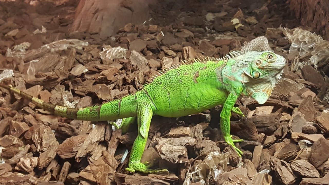 Iguana verde abbandonata dai proprietari