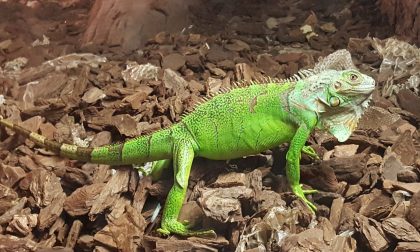 Iguana verde abbandonata dai proprietari