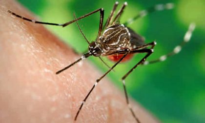Perché le zanzare pungono? Scoperto il meccanismo "diabolico" all'Università di Pavia