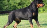 Mede: tre persone aggredite da un rottweiler, portate in ospedale