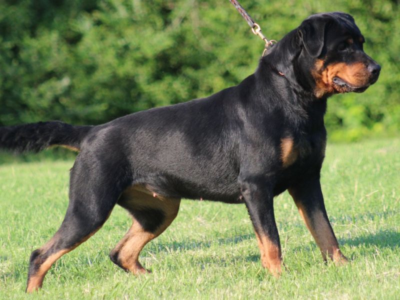 17enne aggredito da tre rottweiler