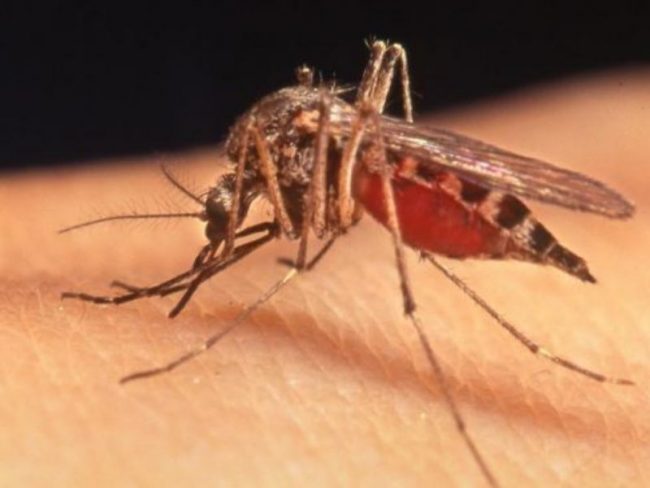 Virus West Nile: 4 casi registrati nel Pavese, 3 nella forma neuro-invasiva