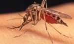 Virus West Nile: Baffi “Aumentano i contagi nella Valle del Po, la regione intervenga”
