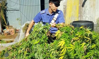 Coltivano illegalmente marijuana nel giardino di casa