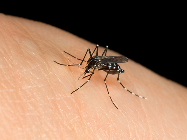 West Nile virus: secondo morto in Lombardia