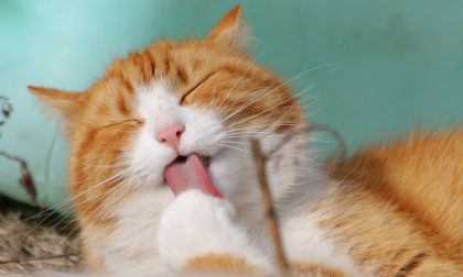 Vivere con i gatti: un ciclo di incontri gratuiti rivolti agli amanti dei felini