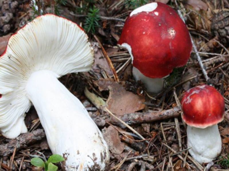Mostra dei Funghi, al via la trentesima edizione