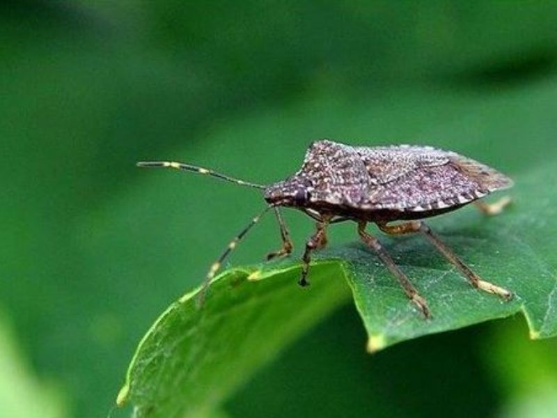 Invasione di cimici, danni ingenti per gli agricoltori