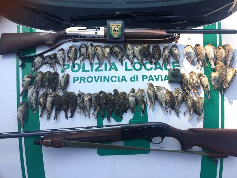 Bracconaggio in Lomellina, abbattuti 47 uccelli protetti VIDEO