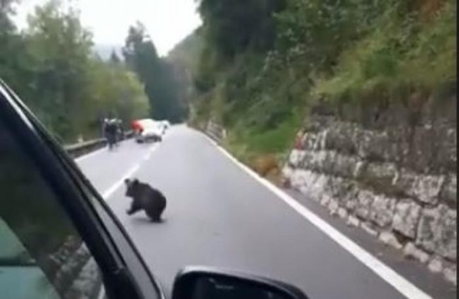 Mamma orsa e il suo piccolo immortalati sulla Statale