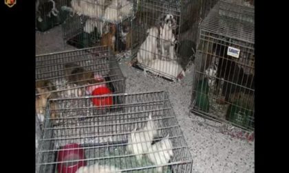 Presi trafficanti di cuccioli, ne avevano 65 nel bagagliaio VIDEO