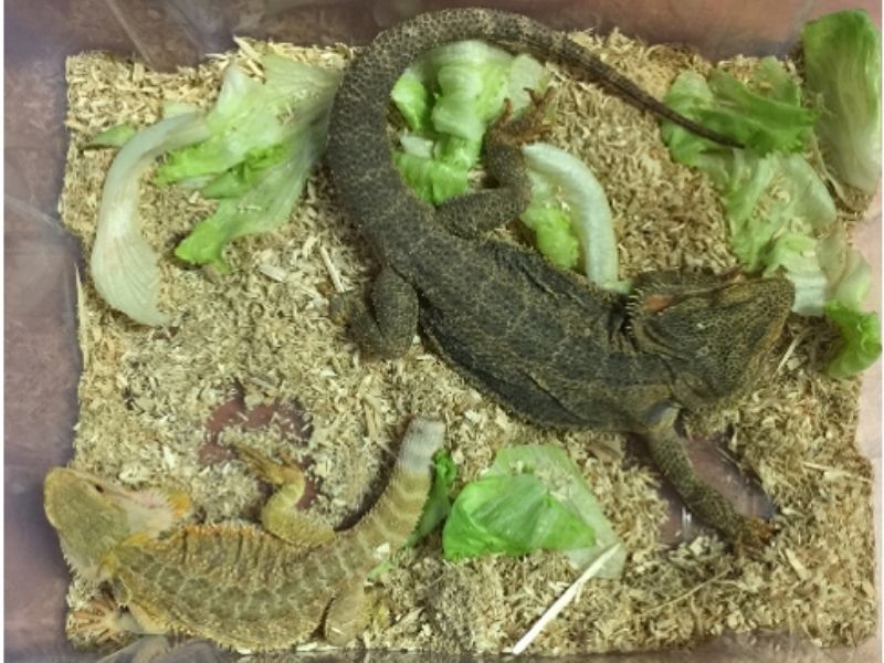 Due sauri della specie “Pogona Vitticeps” recuperati a Vigevano