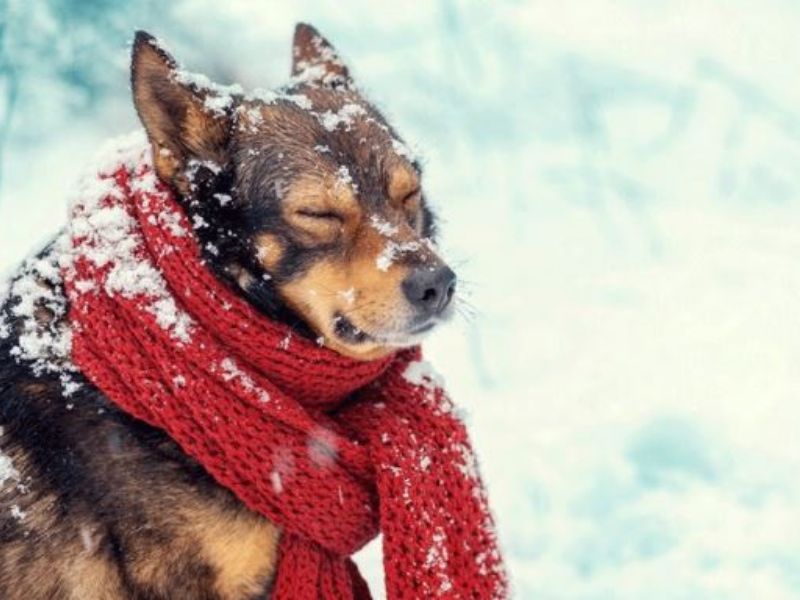 Arriva il gelo: ecco come proteggere gli animali dal freddo