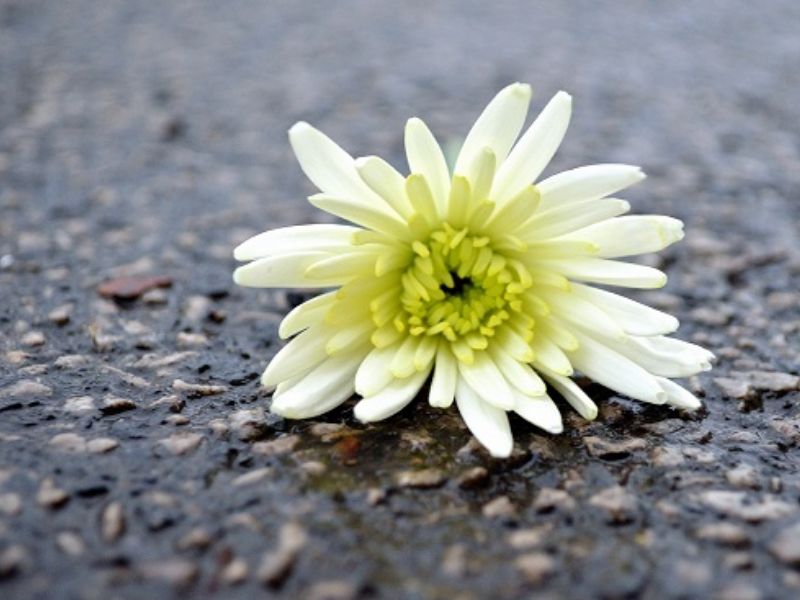 Giornata Mondiale vittime della strada: la C.R.I scende in piazza
