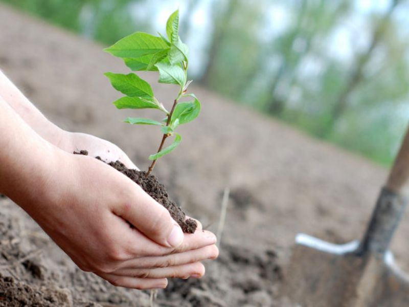 Giornata dell’Albero, Villani: “Una proposta per promuovere il verde e combattere l’inquinamento urbano”