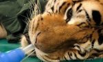 Ospedale Veterinario opera una tigre di 200 kg