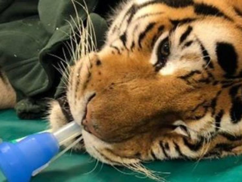 Ospedale Veterinario opera una tigre di 200 kg