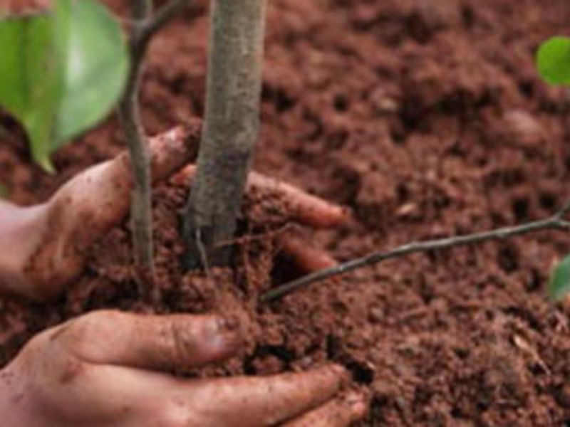 Verde comunale, abbattimenti e nuove piantumazioni