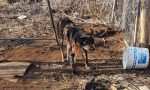 Cane alla catena tra feci e rifiuti: liberato dalle guardie zoofile VIDEO