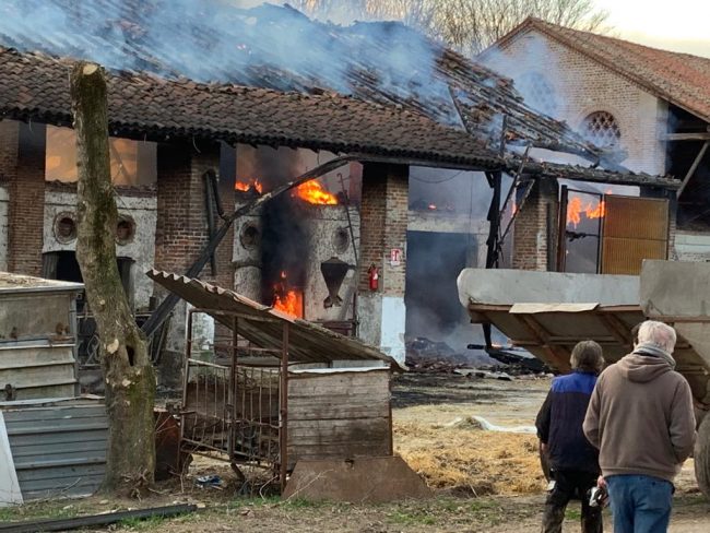 Brucia cascina con mucche intrappolate all’interno VIDEO