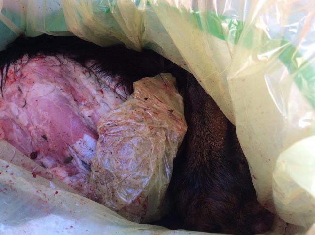 Capretto sgozzato nel Milanese: “Ipotesi rito satanico”