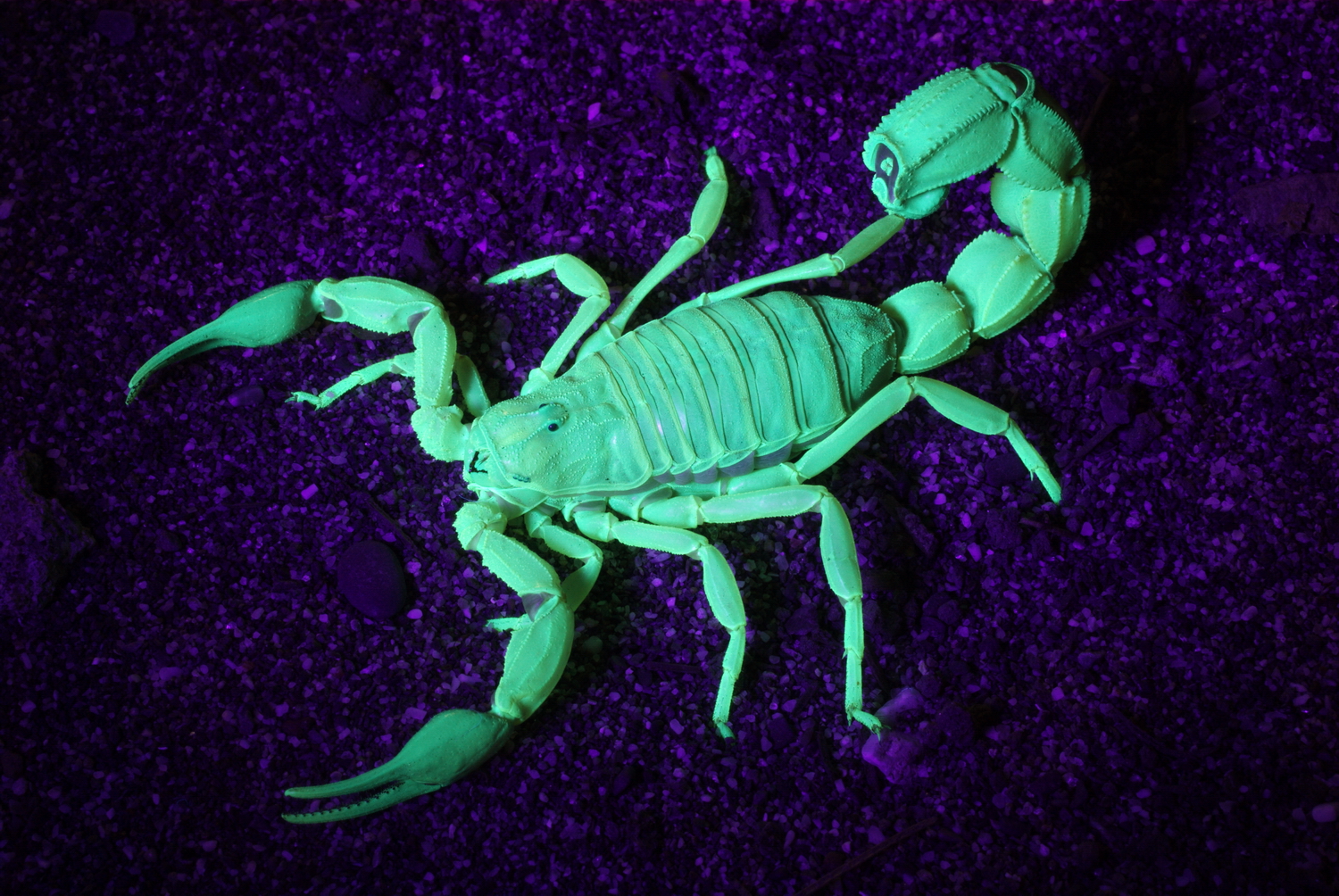 Desert scorpion looking fluorescent to UV light in the dark