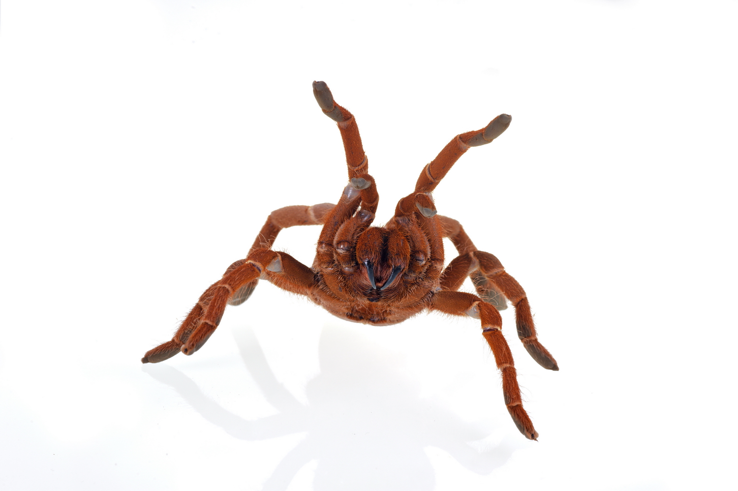 Baboon spider (Citharischius crawshayi), adult specimen in still life