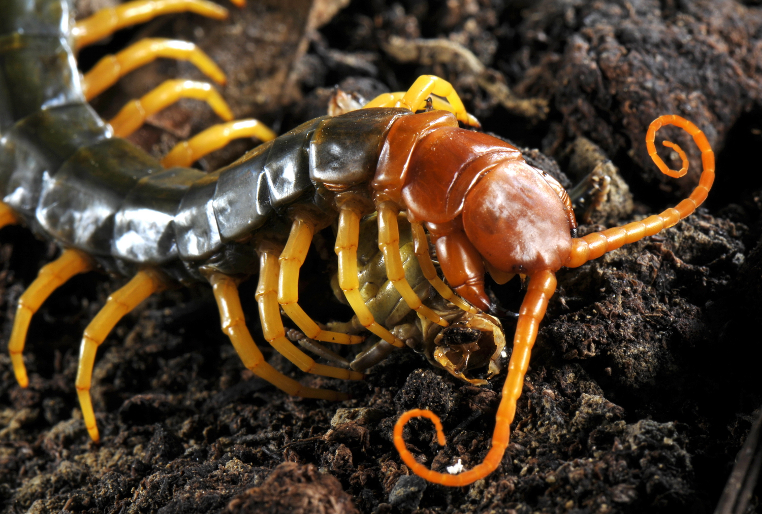 Texas centipede eating grasshopper