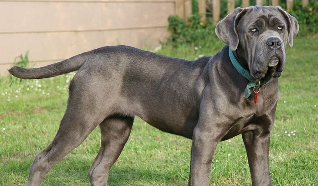 Donna azzannata al volto da un mastino mentre giocavano