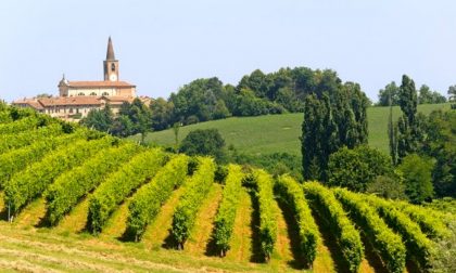 Pavia regina dell’uva: metà della produzione lombarda è in Oltrepò