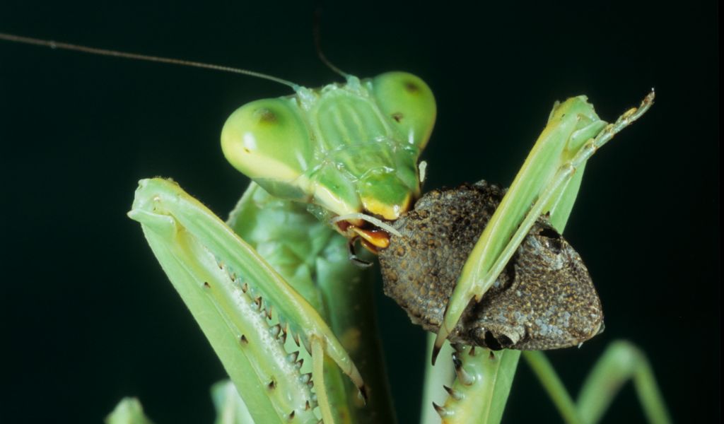 “I Predatori del microcosmo”, la mostra al Castello di Voghera FOTO