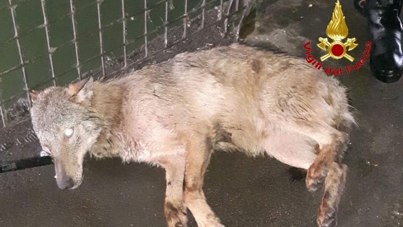 Cane finito nel Naviglio rischia di affogare: salvato dai vigili del fuoco