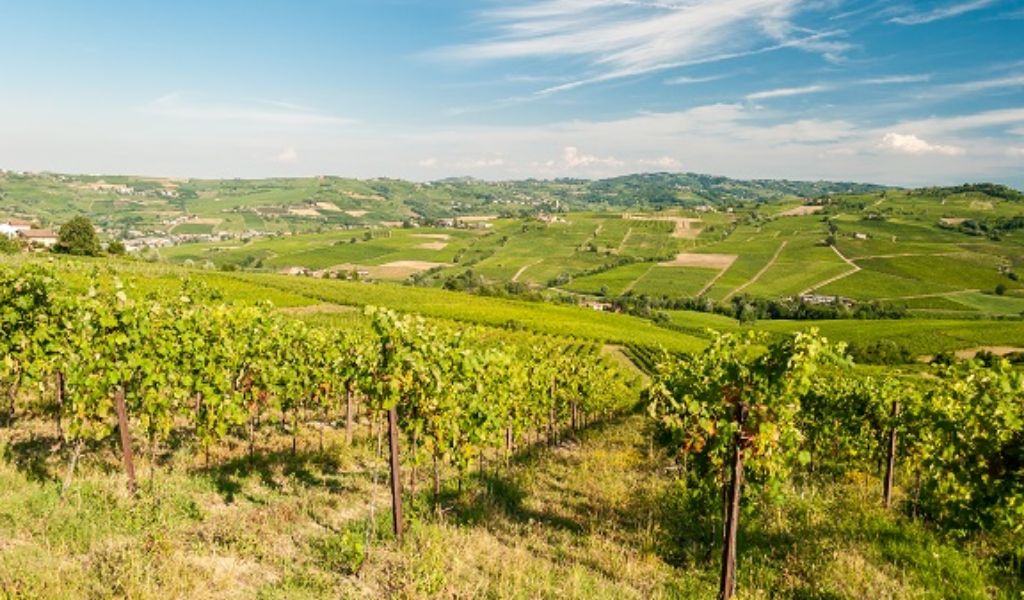 Vini Oltrepò Pavese: primo stanziamento da 200mila euro per il rilancio del Consorzio