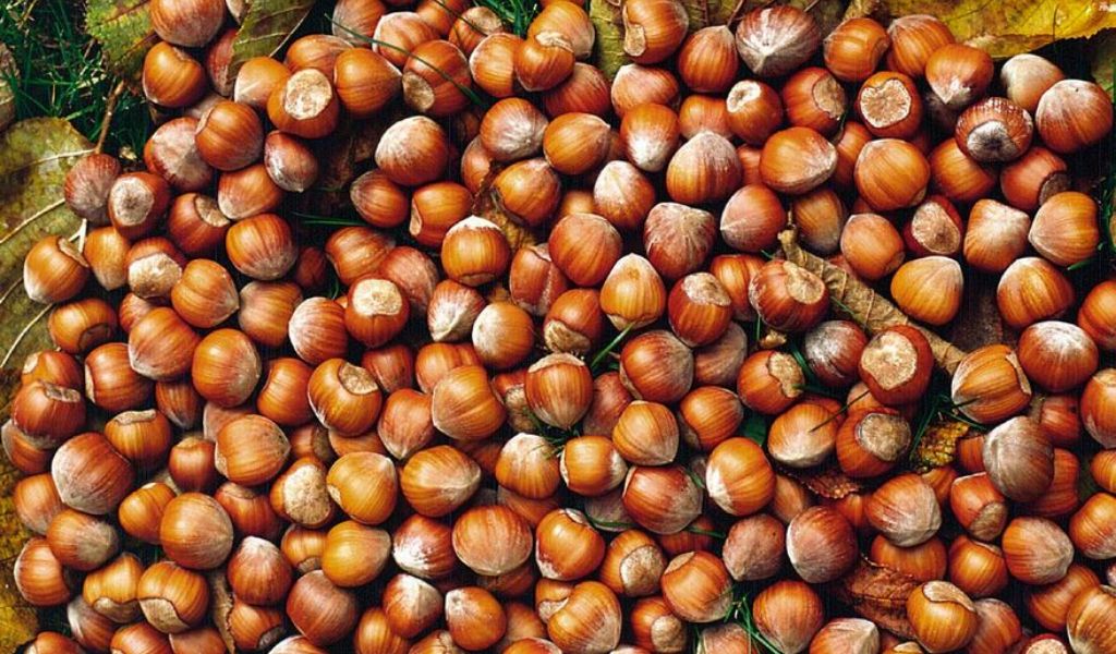 Nocciole, a Pavia le maggiori superfici dedicate a queste piante