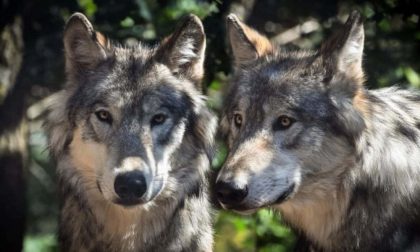 Ancora lupi in Oltrepò, ripresi dalle telecamere di un'abitazione