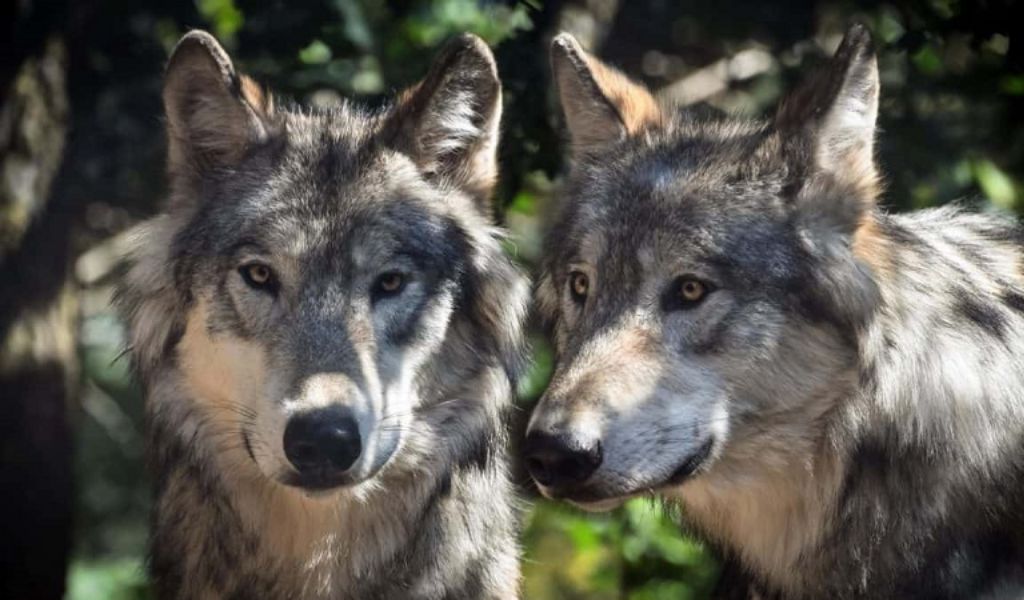 Ancora lupi in Oltrepò, ripresi dalle telecamere di un’abitazione
